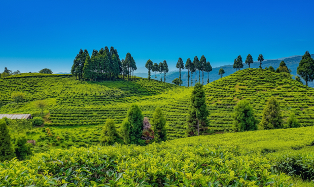 Nepali Tea