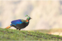 Himalayan Monal
