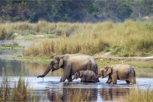 Chitwan National Park